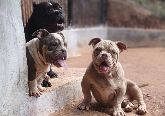 American Bully