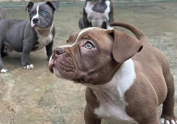 American Bully à venda
