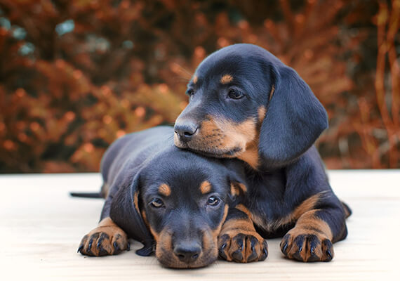 Canil de Dachshund