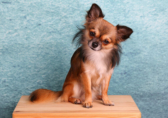 Chihuahua