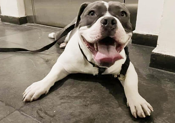 Comprar American Bully
