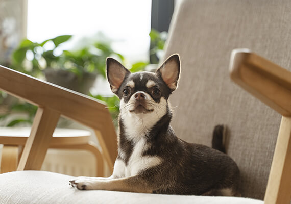 Comprar Chihuahua