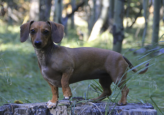 Dachshund