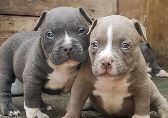 Filhote de American Bully